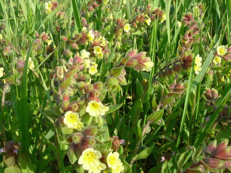 Nonea lutea / Nonnea gialla